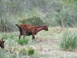 IMG_5801 (Medium)